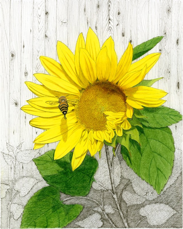 A bee on a sunflower pen and ink drawing